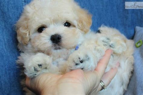 Maltipoos are a popular crossbreed of the Maltese and Poodle. . Craigslist puppies fresno
